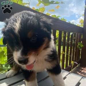 Ruby, Australian Shepherd Puppy